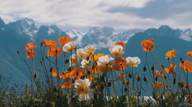 阿尔比斯山罂栗花