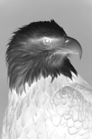 老鹰灰度图