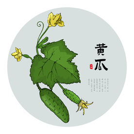 黄瓜手绘