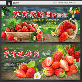 草莓采摘