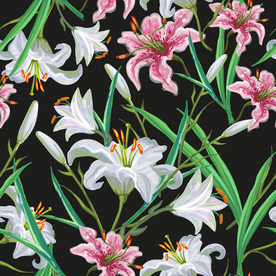手绘花 百合花