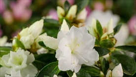 美丽花儿草绽放高清视频