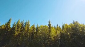 高清4K视频蓝天白云下的树林