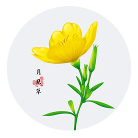 手绘月见草