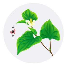 手绘鱼腥草
