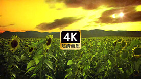 航拍向日葵日出日落