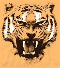 老虎