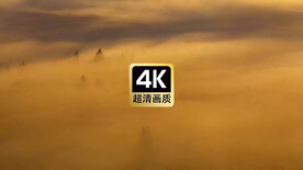 浓雾迷茫的树林