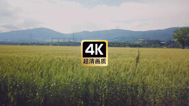 短视频素材广阔的麦田