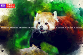 小熊猫