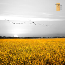 金色稻田风景装饰画