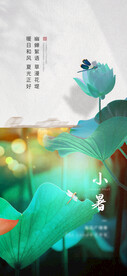 夏天 荷花