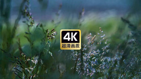 短视频素材风中舞动的植物花朵