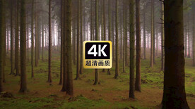 短视频素材薄雾树林