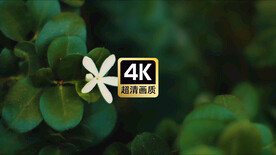 短视频素材植物摄影白色小花