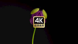 唯美短视频素材植物开花特写