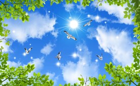 蓝天白云鸽子绿叶