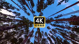 短视频素材仰拍密林树顶美景