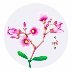 手绘罗布麻