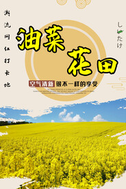 油菜花田