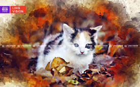猫