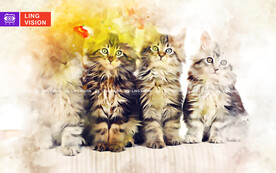 猫