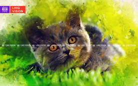 小猫