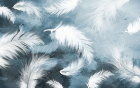 羽毛