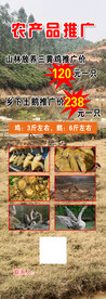 鸡鹅散养