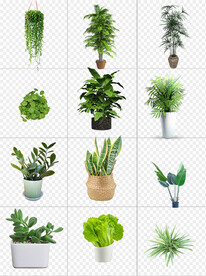 室内植物盆景