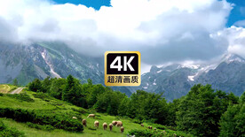 航拍云雾山坡上觅食的羊群