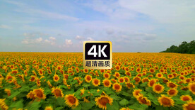 航拍向日葵花海美景