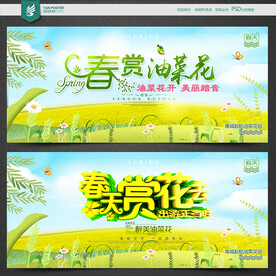 油菜花