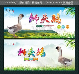 狮头鹅