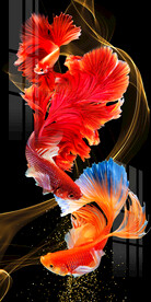 时尚斗鱼玄关装饰画晶瓷画