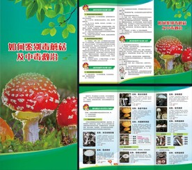 毒蘑菇