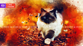 猫