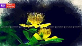 金丝桃花