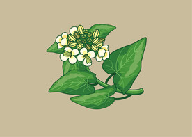 苦荞植物