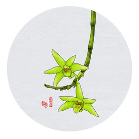 铁皮石斛