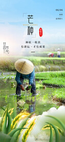 芒种