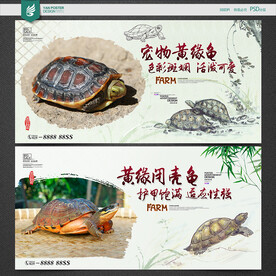 黄缘龟