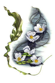波叶海菜花