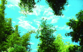 仰视竹林