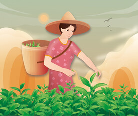 采茶女