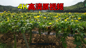 丝瓜种植基地
