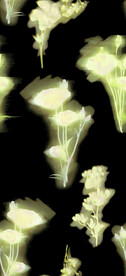 手绘花