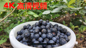 小蓝莓大产业  