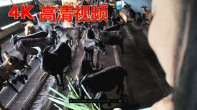 黑山羊