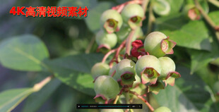 果实风里摇晃